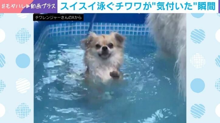 チワワのジャーマン君