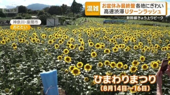 ひまわりまつり