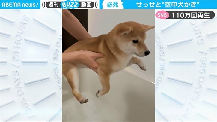 浴槽の上でせっせと“エアー”犬かき…豆柴の反射的な“萌え”仕草が話題に