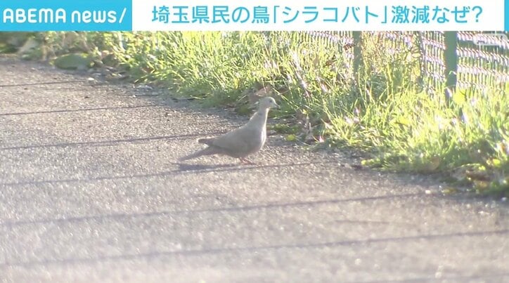 埼玉県民の鳥「シラコバト」が激減、なぜ? 繁殖は順調も根本的な解決難しく