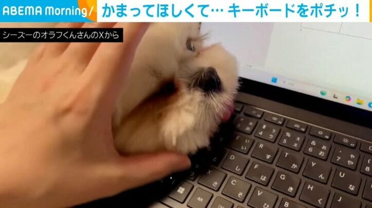シーズーのオラフくん