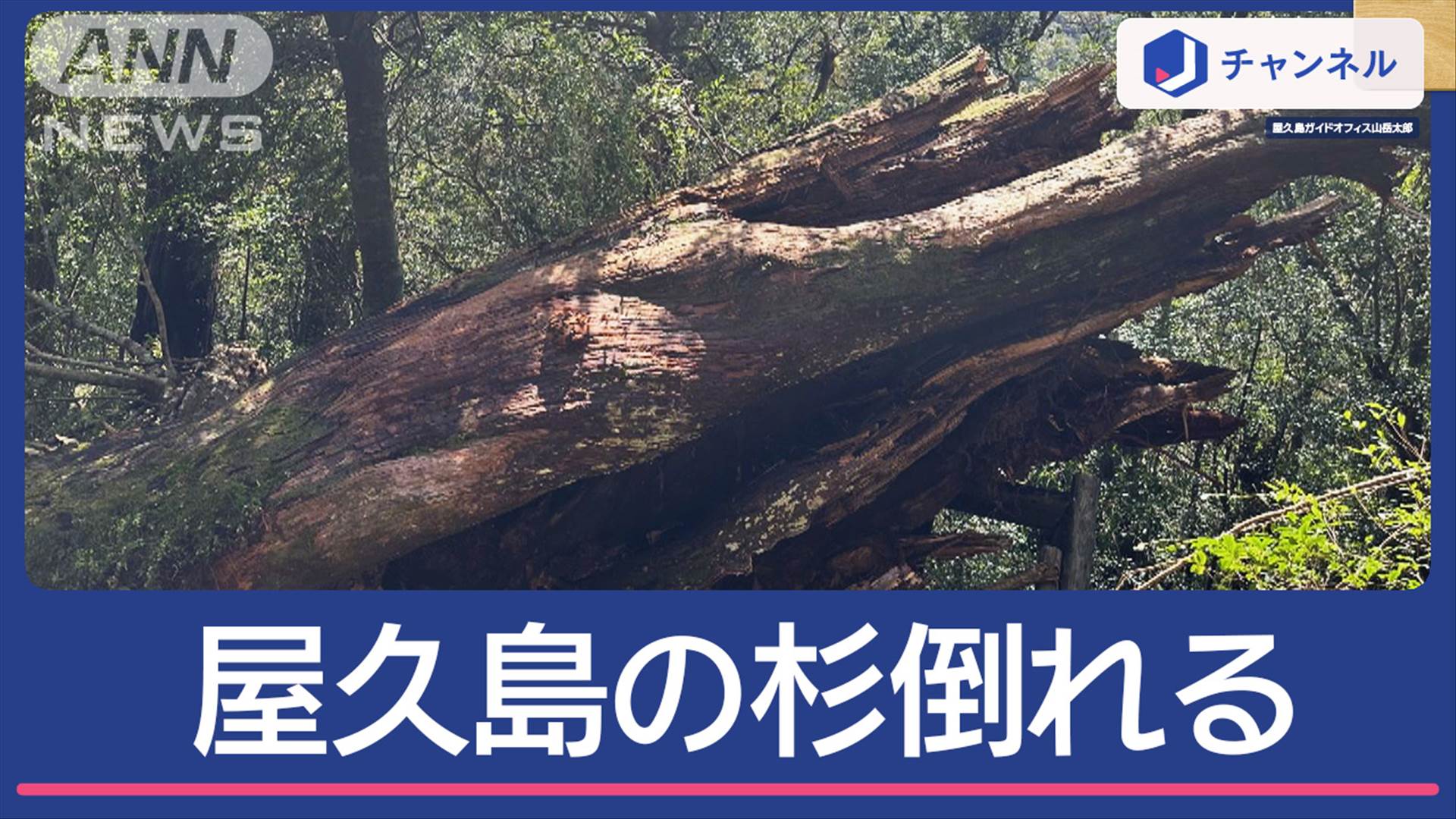 【写真・画像】“樹齢3000年”屋久島の弥生杉 台風で倒れていた…世界遺産に何が 2枚目 | 国内 | ABEMA TIMES | アベマタイムズ