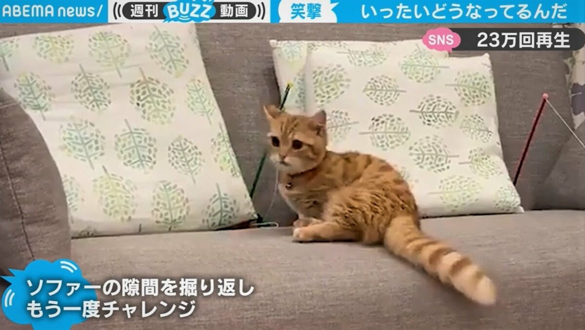 いったい どうなってるニャン 猫じゃらしと格闘する猫 遊んでいるようで遊ばれている感じが可愛い と話題 芸能 Abema Times