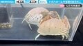「可愛すぎるドタバタ劇」必死にエサを奪い合う2匹のカニに「後ろ脚の必死さに全感情が溢れてる」などの反響
