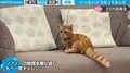 いったい、どうなってるニャン！ 猫じゃらしと格闘する猫 「遊んでいるようで遊ばれている感じが可愛い」と話題