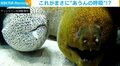 「誰かアテレコしてくださいw」横に並んで交互に口をパクパクさせるウツボが話題