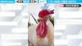 なぜ？ニワトリを担いで散歩する理由に「効率的筋トレ！win-winですな」「ニワトリさんも楽しそう」と反響