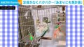 ケージから“無計画”に脱出するインコ 哀れな結末に「可愛すぎて永久保存したい」「こんなんずるいやんwww」と話題