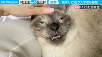 「あまりにブスすぎる」飼い主の腹筋が崩壊…端正な猫の“残念すぎる”寝顔に笑いが止まらない 【ABEMA TIMES】