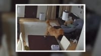 猫に遊ばれる犬…絶妙な距離感 