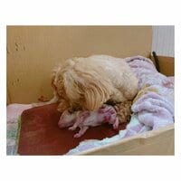 辻希美『ご報告。』