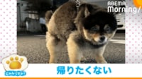 【映像】石像化して何かを訴える犬(別カット)