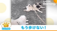 【映像】ほふく前進で駄々をこねる犬