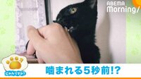 【映像】狩りをするかのような“ギラギラな瞳”で甘噛みしてくる猫