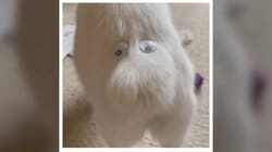 “ムーミン顔”のお尻を振って歩く猫 カメラを見つめる絶妙な表情に「脱力～」 120万人が笑顔に