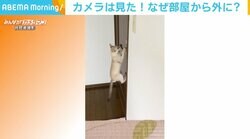 「にゃー」と気合いを入れドアノブにジャンプ カメラが捉えた“脱走”の瞬間