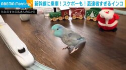 華麗に新幹線に乗るインコ 運動神経バツグンの“芸達者すぎる”一面が話題