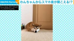 怪奇現象！？リラックスしてる柴犬から “スマホの着信音” が鳴り響く様子に「これはやってますわ」「令和の豊臣秀吉」と反響続々