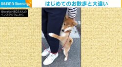 “初めての散歩”に不安げだった柴犬が話題「あら～！」「なにこの可愛さｗ」