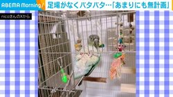 ケージから“無計画”に脱出するインコ 哀れな結末に「可愛すぎて永久保存したい」「こんなんずるいやんwww」と話題