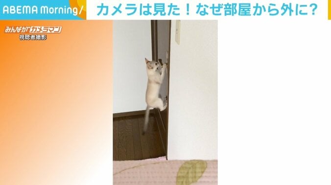 「にゃー」と気合いを入れドアノブにジャンプ カメラが捉えた“脱走”の瞬間 1枚目