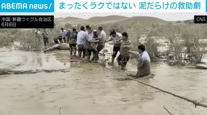 ラクダの救出劇