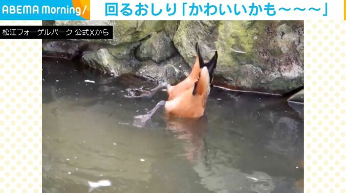 アカツクシガモ