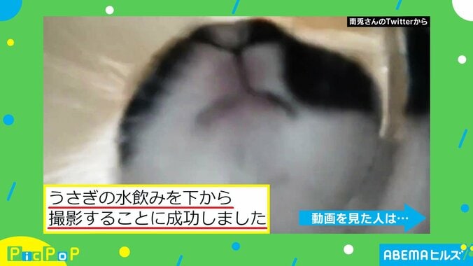 ウサギの水飲みシーンを“レアな角度”から撮影 「スゴい!お宝映像」「ずっと見ていられる」魅了される人続出 2枚目