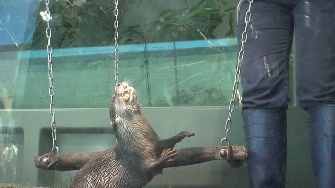 動物たちの可愛すぎる“食事タイム”に密着！ ホワイトタイガーこだわりのディナーとは？ 24枚目