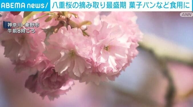 神奈川・秦野市