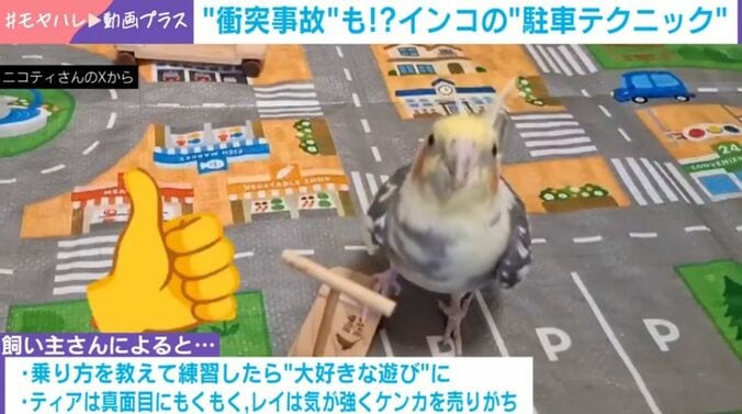 オカメインコ