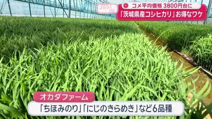 6品種のコメを作っているオカダファーム