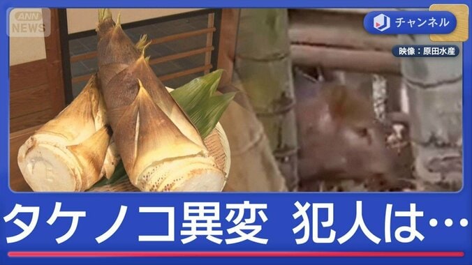 春の味覚・タケノコに異変　“農家悲鳴”のワケは？ 1枚目