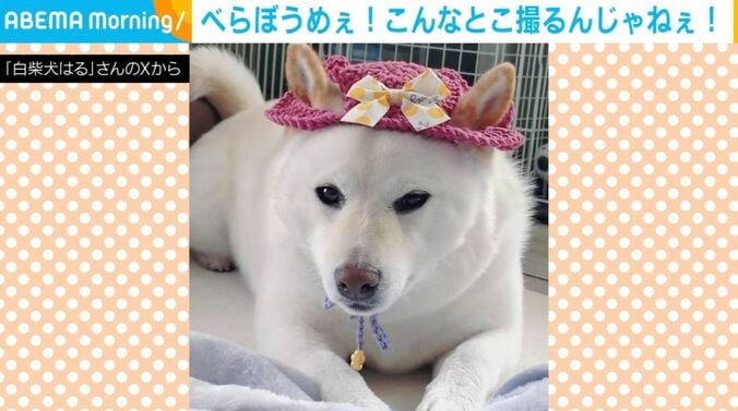 白柴犬のはるちゃん
