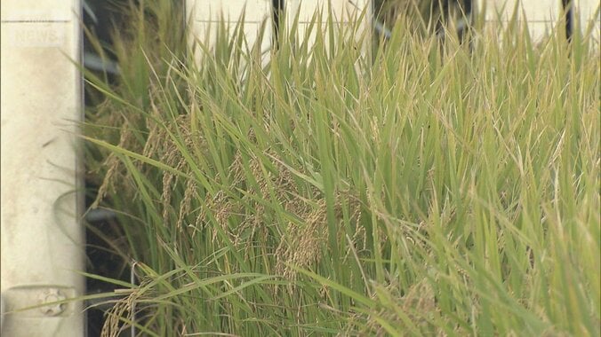 だぶつく新米…倉庫に山盛り　「注文が極端に鈍い」卸業者不安　在庫をなすり合い 1枚目