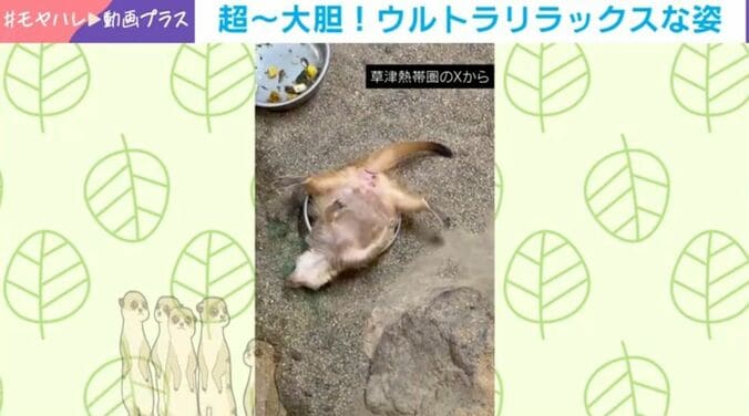 ミーアキャット