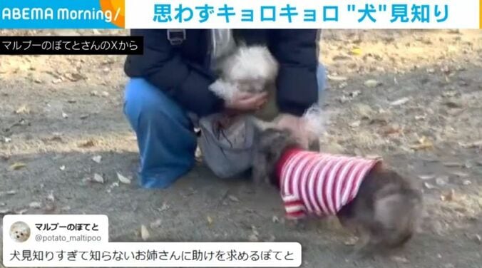 「ぽてと」くん