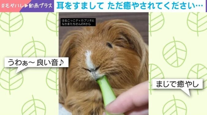 ディカプリオくん