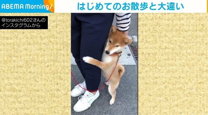 “初めての散歩”に不安げだった柴犬が話題「あら～！」「なにこの可愛さｗ」 1枚目