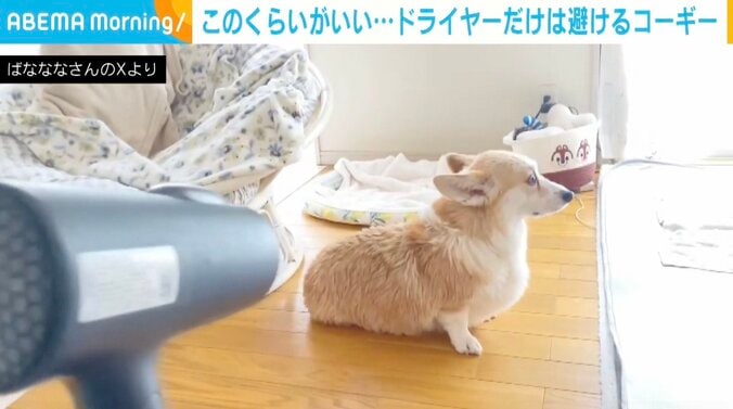 コーギーのあんずちゃん