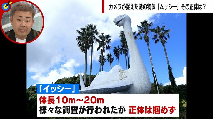 川の河口に謎の物体が出現 カメラが捉えた証拠映像に反響と憶測広がる 「UMA、アシカ、アザラシ、波…」専門家の見解は?