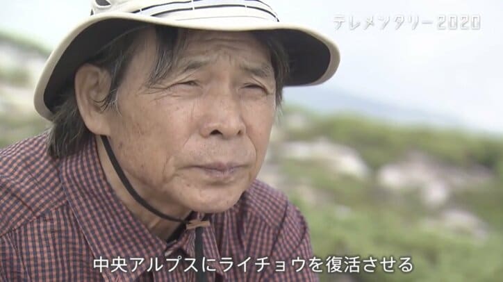 人を恐れない“神の鳥”をどう守り抜く？ ニホンライチョウ「復活作戦」が始動！