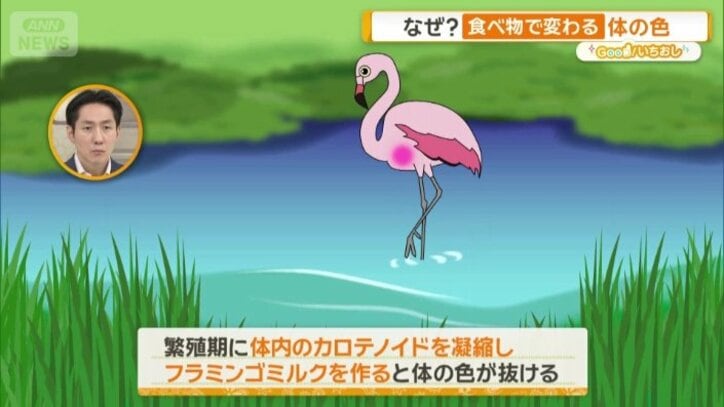 繁殖期