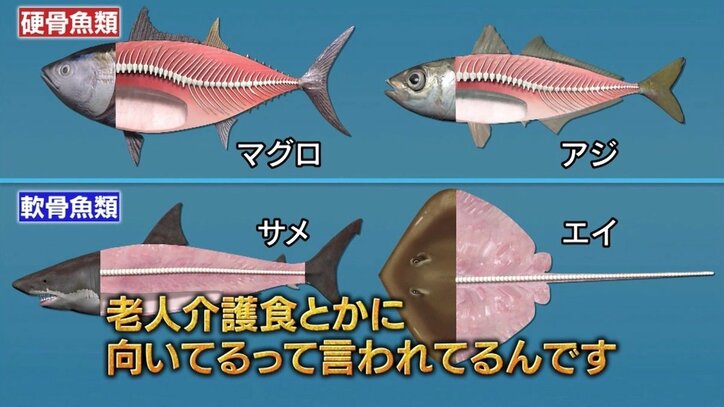 ナスd 獲ったサメを一人で骨まで解体 無人島で サメ骨ラーメン 作りに挑戦 バラエティ Abema Times