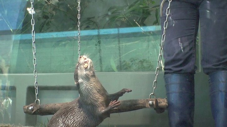 動物たちの可愛すぎる“食事タイム”に密着! ホワイトタイガーこだわりのディナーとは?