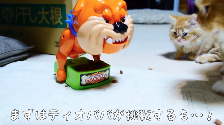 猫「抜けなくなったにゃ…!」 可愛いすぎるマンチカンズの仔猫時代が放送決定
