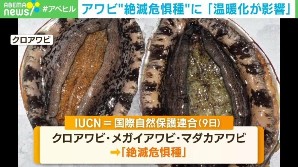 日本近海で取れるアワビも 絶滅危惧種 に 資源保護強化を求める動きが出る可能性も 国内 Abema Times