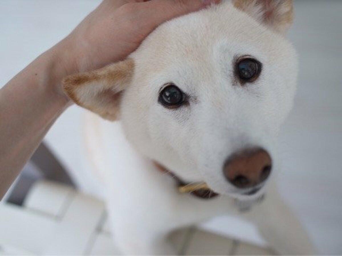 高垣麗子 愛犬が 赤ちゃん返り そんな姿がたまらなく愛おしい 話題 Abema Times