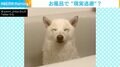 浴槽でウトウトする柴犬 風呂を堪能してると思いきやまさかの理由でネット民ほっこり「魂抜けてる系」「完全に現実逃避」