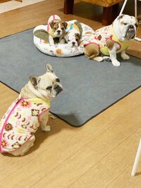 北斗晶『花梅田鈴』